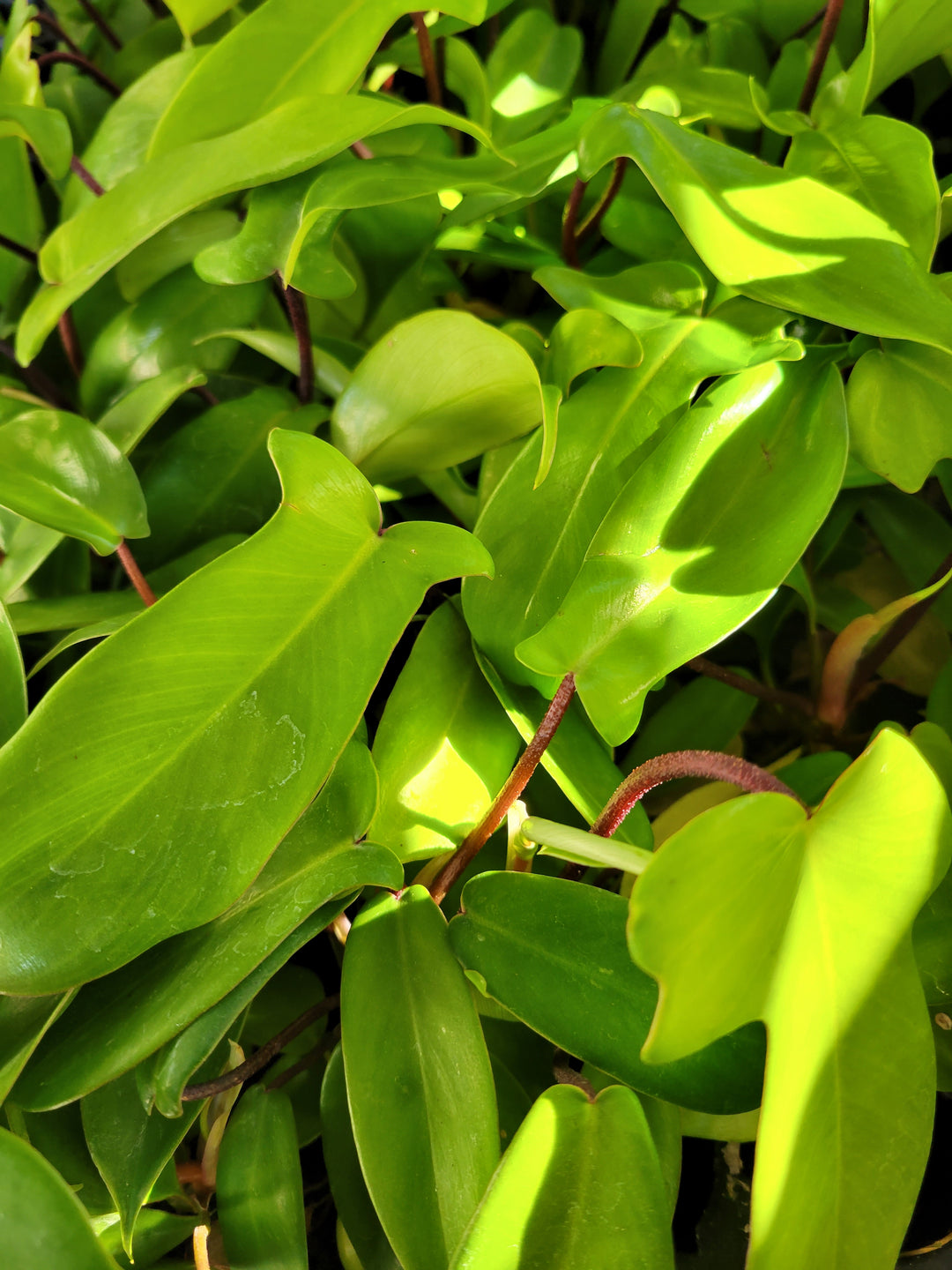 Philodendron Florida Green plant with vibrant green leaves, ideal for bright indirect light.