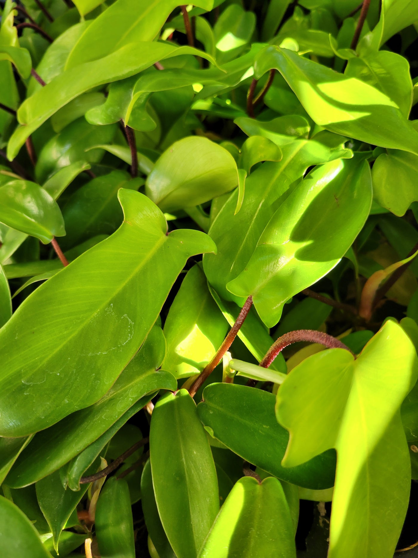 Philodendron Florida Green Plug