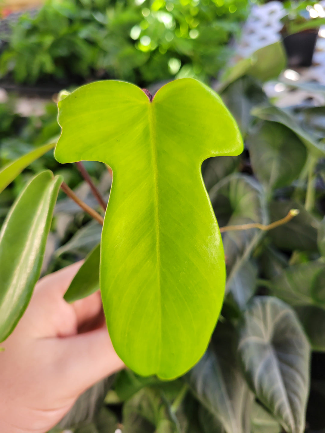 Philodendron Florida Green hybrid plant with unique leaf shape and vibrant green foliage.