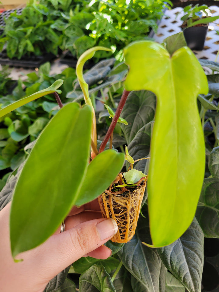 Philodendron Florida Green Plug