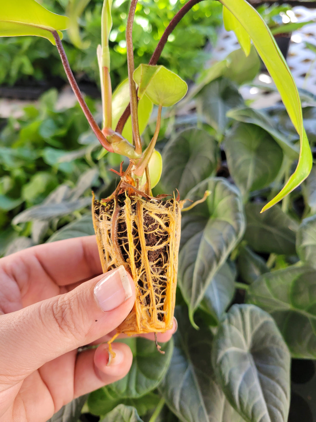 Philodendron Florida Green plant rooted in plug form with unique leaf shape.