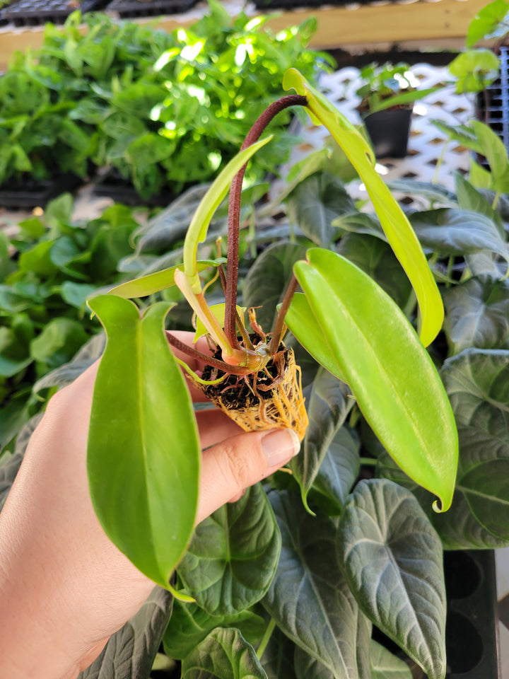 Philodendron Florida Green Plug