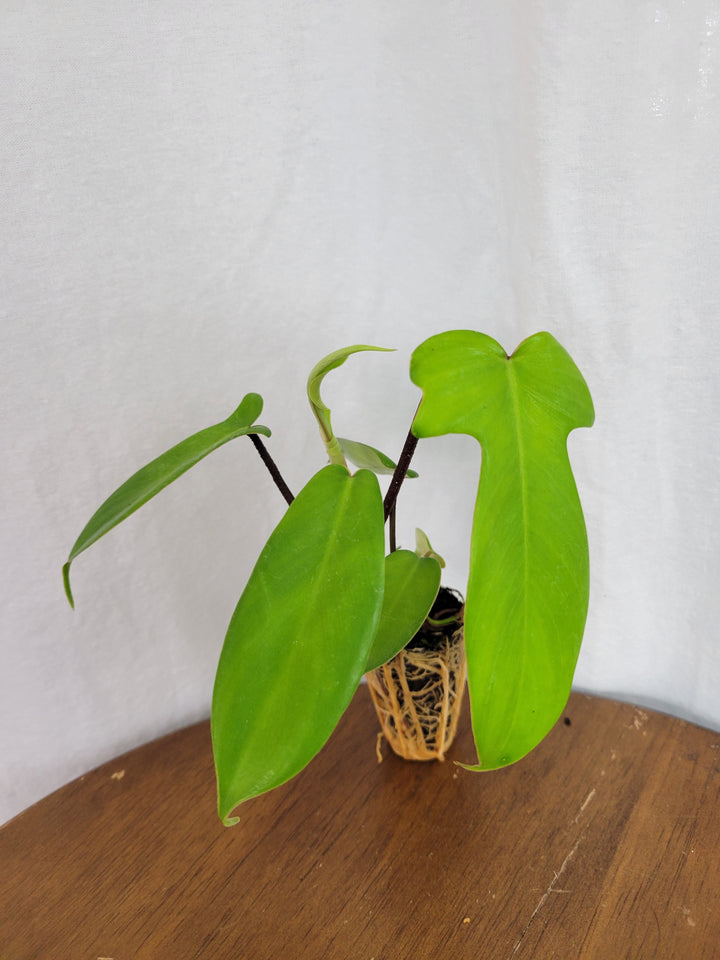 Philodendron Florida Green plant with unique shaped leaves on a wooden surface.