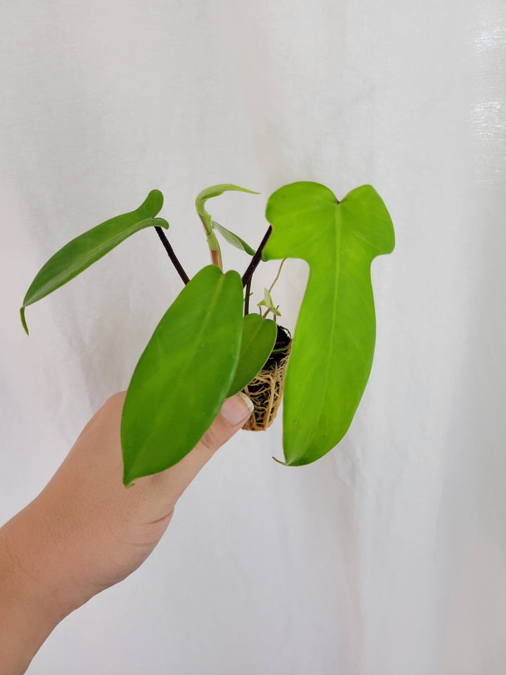 Philodendron Florida Green plant with unique-shaped green leaves held in hand.