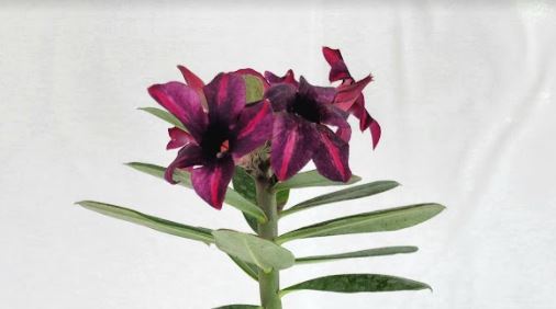 Desert Rose Plug