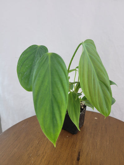 Philodendron Fuzzy Petiole Plug
