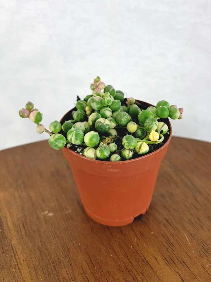 Variegated String of Pearls