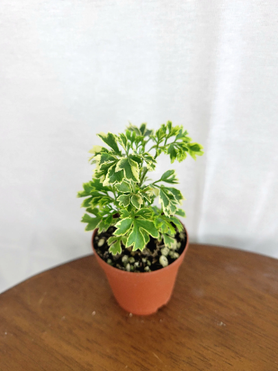 Aralia Snowflake