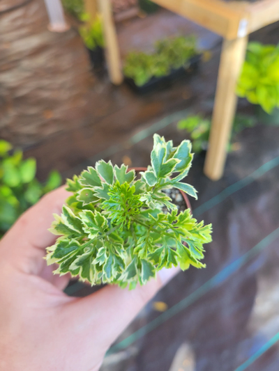Aralia Snowflake