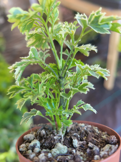Aralia Snowflake
