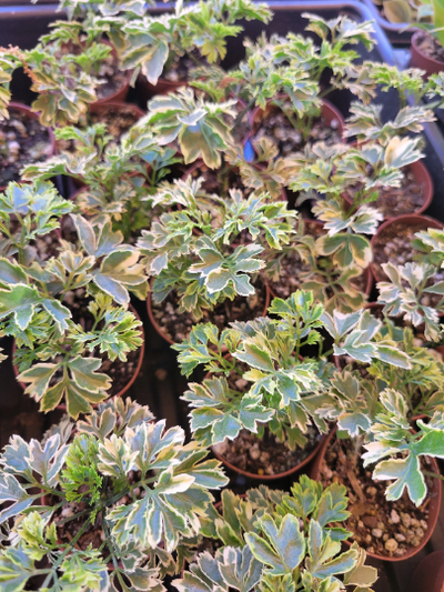 Aralia Snowflake
