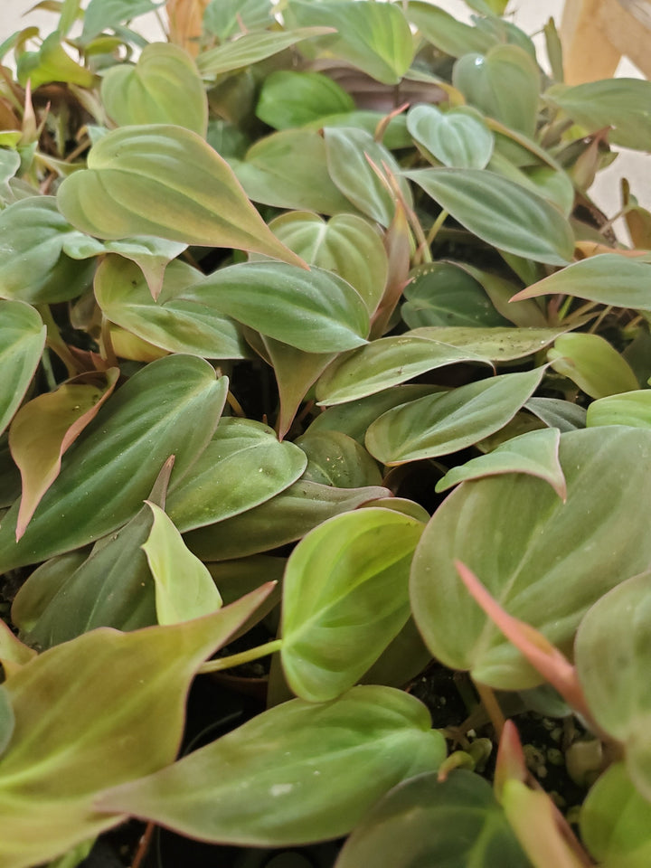 Philodendron Micans with velvet-textured, heart-shaped leaves in greenish bronze and reddish-brown undersides.